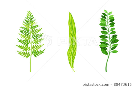 Tropical exotic foliage set. Green jungle leaves vector illustration 88473615
