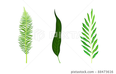 Tropical exotic leaves set. Green jungle plants vector illustration Tropical exotic leaves set. Green jungle plants vector illustration 88473616