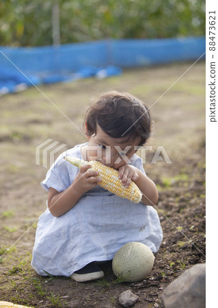 A child clinging to corn in the field A child clinging to corn in the field 88473621