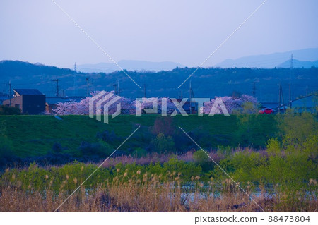 Hyogo Prefecture Ono Sakura Zutsumi Corridor Sakura Hyogo Prefecture Ono Sakura Zutsumi Corridor Sakura 88473804
