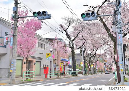 Sakura-dori, Fuchu-shi, Tokyo (Fuchu-shi, - Stock Photo