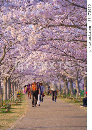 Hyogo Prefecture Ono Sakura Zutsumi Corridor Sakura no Michi 88473920