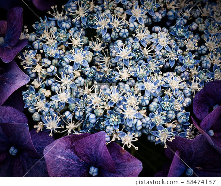 Beautiful forehead hydrangea like a jewel Beautiful forehead hydrangea like a jewel 88474137