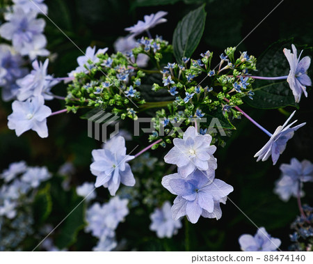 美麗的墨田之花(繡球花) 美麗的墨田之花(繡球花) 88474140