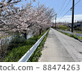 Cherry blossoms and roads 88474263