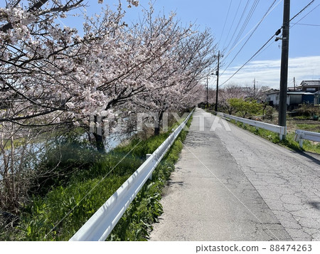 櫻花和道路 櫻花和道路 88474263