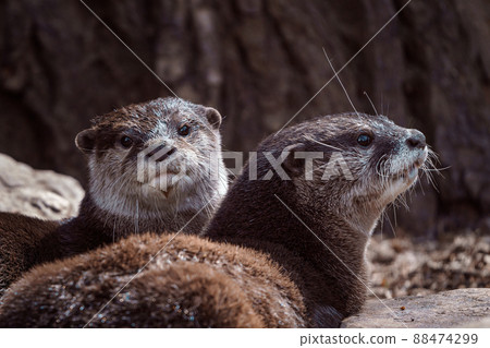 Two Oriental small-clawed otters on stone, Aonyx cinereus 88474299