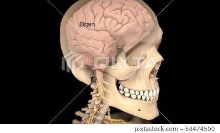 3D human brain model from external on black ackground 88474500