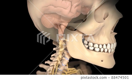 3D human brain model from external on black ackground 3D human brain model from external on black ackground 88474501