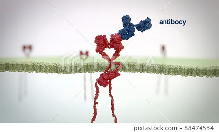 Antibodies are proteins produced by the immune system to fight infections. Antibodies are proteins produced by the immune system to fight infections. 88474534