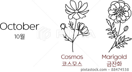 Cosmos, Marigold - October Birth Flower 88474538