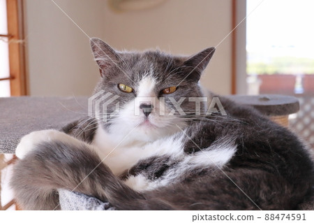 A cute little bee cat with a black nose staring at you British Shorthair A cute little bee cat with a black nose staring at you British Shorthair 88474591