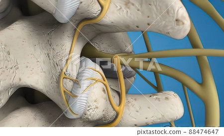 Branch nerves send signals to brain Branch nerves send signals to brain 88474647