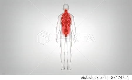 Skeletal representation of back and neck pain in human anatomy Skeletal representation of back and neck pain in human anatomy 88474705