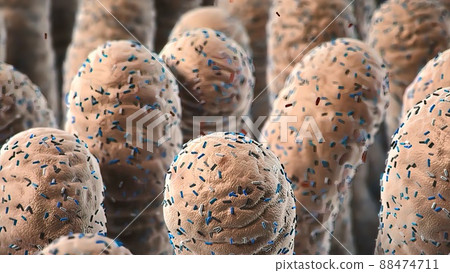 Normal flora of small intestine, lactic acid bacteria. Probiotic bacterium Normal flora of small intestine, lactic acid bacteria. Probiotic bacterium 88474711