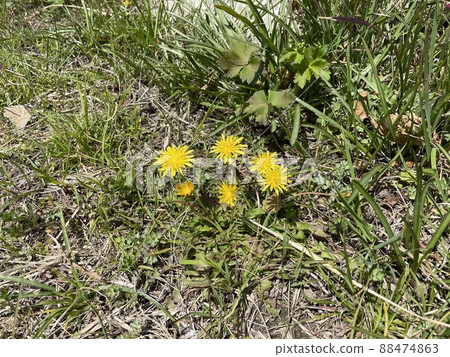 Dandelion Dandelion 88474863