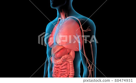 Human Circulatory System Heart Beat Anatomy 3D Render Concept. Human Circulatory System Heart Beat Anatomy 3D Render Concept. 88474931