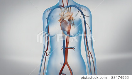 Aorta in heart, Blood flow from heart Human heart anatomy, 88474963