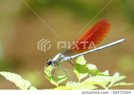 川田蜻蜓(雄性,橙色碗型) 川田蜻蜓(雄性,橙色碗型) 88475094