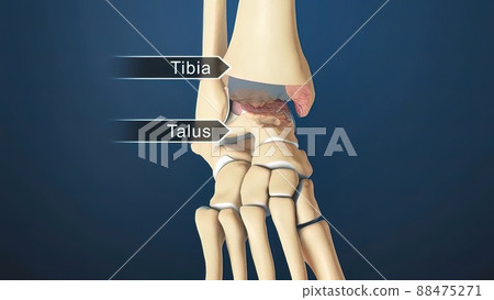 Ankle Joint Anatomy and articular cartilage 88475271