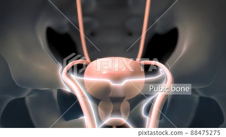 Human Gall Bladder Anatomy With Digestive System For Medical Concept 88475275