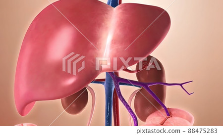 The structure of the human body. Human organs with emphasis on the liver. 88475283