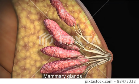 Female body, internal structure of the breast 88475338