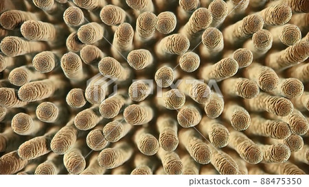 The journey of the bacterial virus in the immune system 88475350