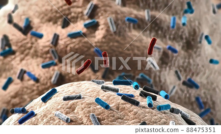 Bacteria of different shapes, rod-shaped bacteria and cocci, human microbiome, human pathogenic bacteria, 88475351