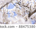 Cherry Blossoms 88475380