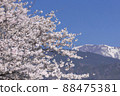 Cherry Blossoms 88475381