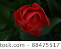 Tulip red flower stock photos 88475517