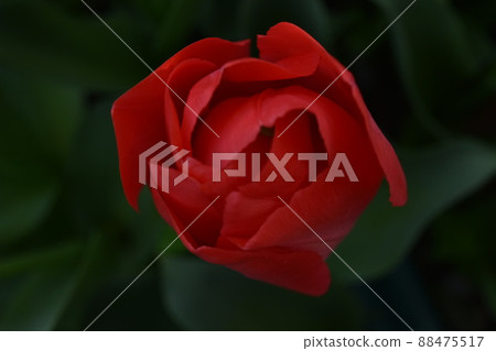 Tulip red flower stock photos 88475517