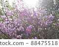 Fashionable azalea photo flower material pink 88475518
