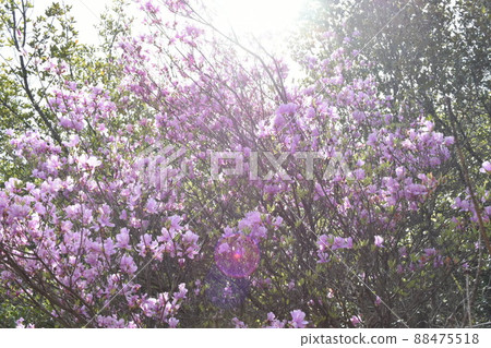 Fashionable azalea photo flower material pink Fashionable azalea photo flower material pink 88475518