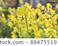 Rape blossoms spring flower yellow photo 88475519