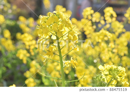 Rape blossoms spring flower yellow photo 88475519