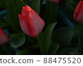 Red Tulip Stock Photos 88475520