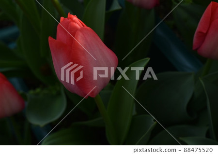 Red Tulip Stock Photos Red Tulip Stock Photos 88475520