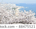 Full bloom cherry blossom town landscape photograph 88475521