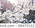 Full bloom cherry blossom photo 88475522