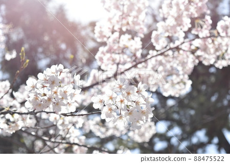 Full bloom cherry blossom photo Full bloom cherry blossom photo 88475522