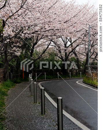 Cherry blossoms of rain 88475882