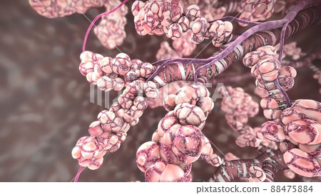 Tracheobronchial tree is the part that transmits air from the upper respiratory tract to the lungs. 88475884