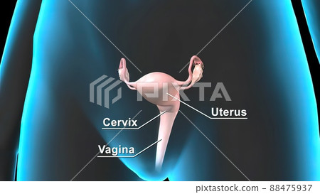 Female Reproductive System with Nervous System and Urinary Bladder Anatomy 3D illustration Concept. 88475937