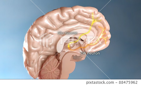 Internal structure of the brain neuron system 88475962