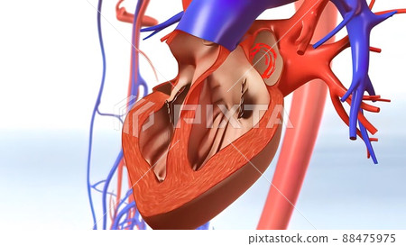 blood exchange to the heart blood exchange to the heart 88475975