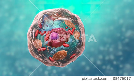 All chromosomal DNA is stored in the cell nucleus 88476017