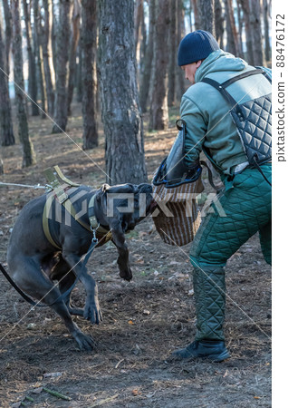 The service dog is attacking the trainer. Dog breed cane corso italiano bite special sleeve. Training dogs defensive guard service. Series part The service dog is attacking the trainer. Dog breed cane corso italiano bite special sleeve. Training dogs defensive guard service. Series part 88476172