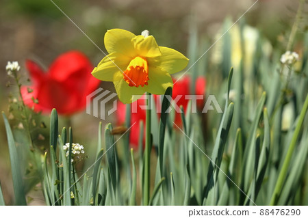 黃水仙花 黃水仙花 88476290